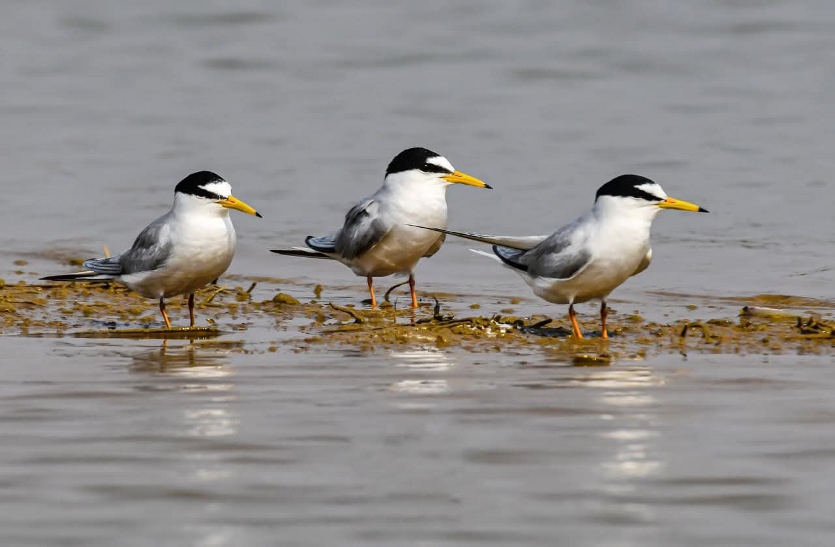 कोपरा जलाशय Ramsar Site