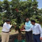 The Sweetness of Lychee to Become Part of Bastar's Identity