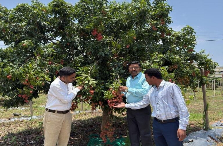 The Sweetness of Lychee to Become Part of Bastar's Identity