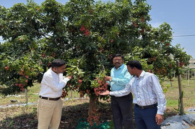 The Sweetness of Lychee to Become Part of Bastar's Identity