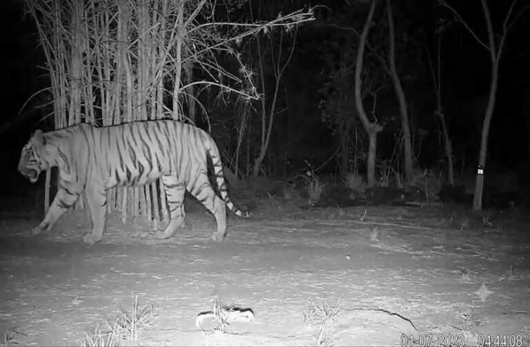 Udanti-Sitanadi Tiger Reserveउदंती-सीतानदी टाइगर रिजर्व